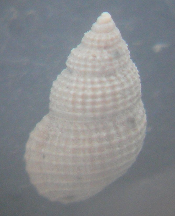 Alvania cimicoides?